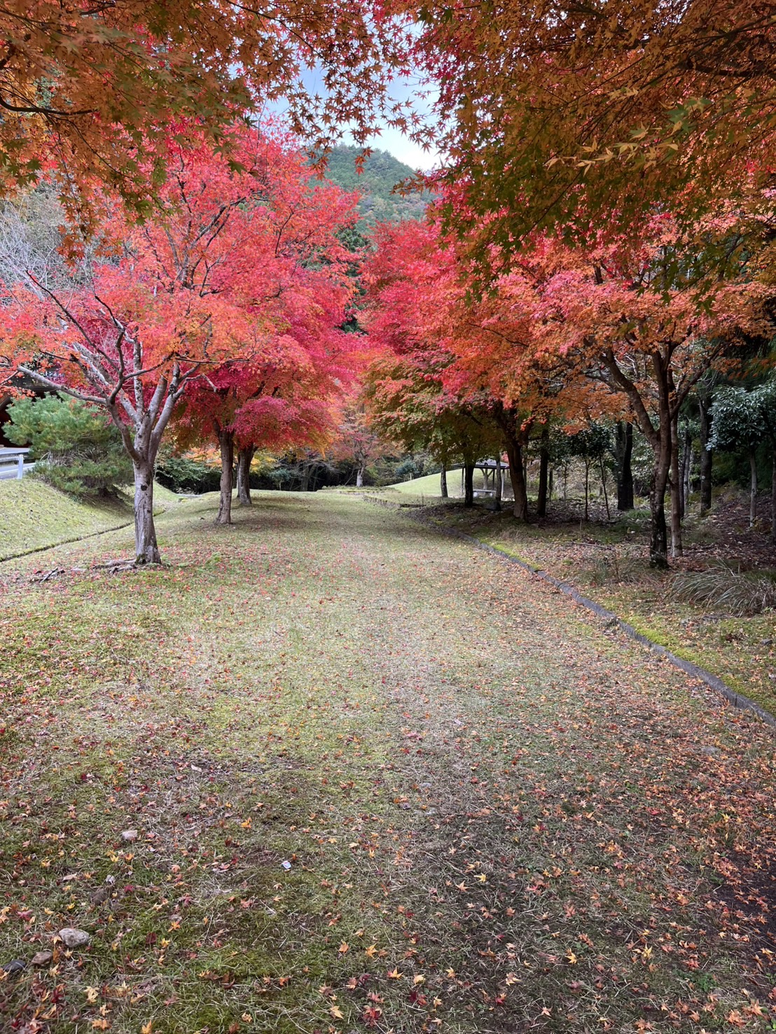 秋の景色と感激した出来事